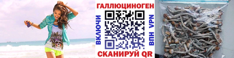 Галлюциногенные грибы Psilocybine cubensis где купить наркоту Чехов